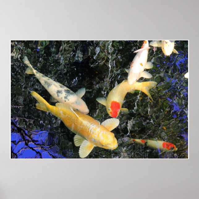 Air Koi Poster (Front)