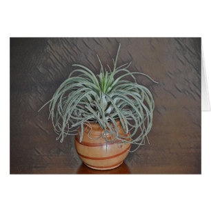 Air Plant