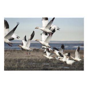 Airborne Snow Geese Photo Print