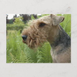 Airedale Postcard