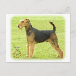 Airedale Terrier 8T092D-16 Postcard