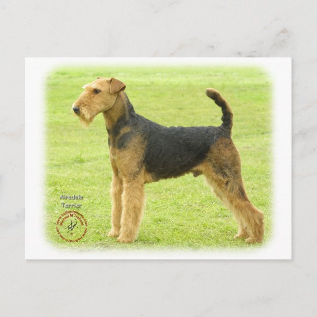 Airedale Terrier 8T092D-16 Postcard (Front)