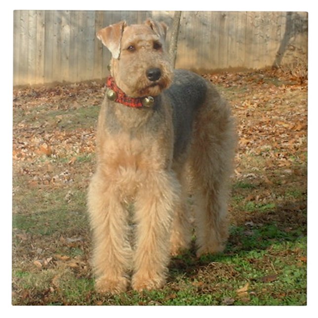 Airedale Terrier Dog Photo Tile (Front)