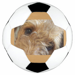 airedale terrier eyes soccer ball