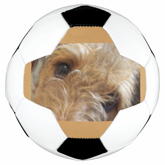 airedale terrier eyes soccer ball (Front)
