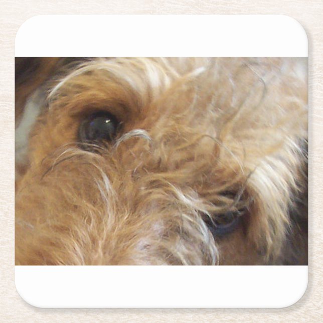 airedale terrier eyes square paper coaster (Front)