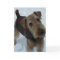Airedale Terrier Greeting Card