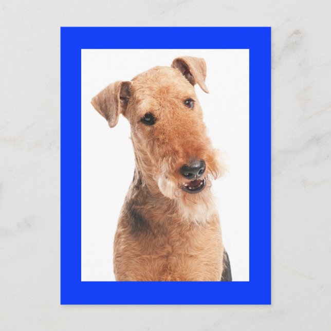 Airedale Terrier Puppy Dog Blue Postcard (Front)
