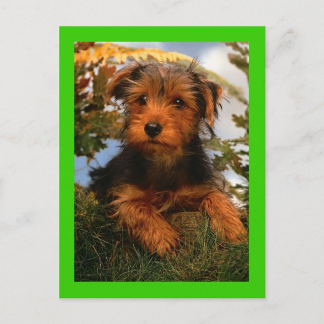 Airedale Terrier Puppy Dog Green Postcard (Front)