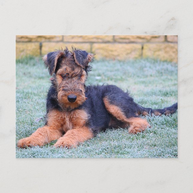 Airedale Terrier Puppy Dog Green Postcard (Front)