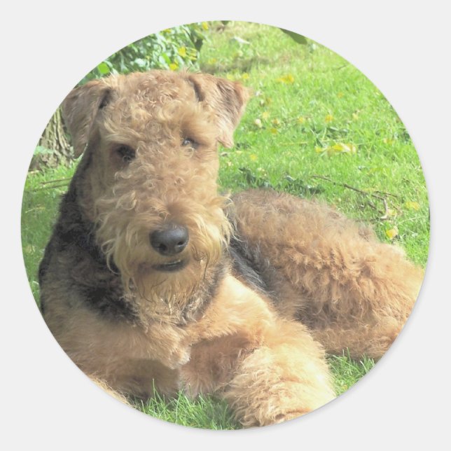 Airedale Terrier Sticker (Front)