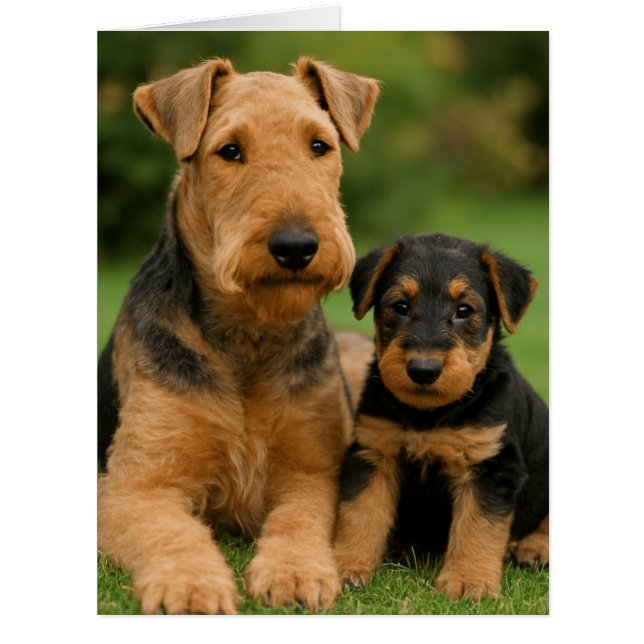 Airedale Terrier With Puppy (Front)