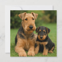 Airedale Terrier With Puppy