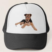 Airedale / Welsh Terrier Puppy