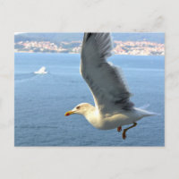 Airmail Seagull Postcard