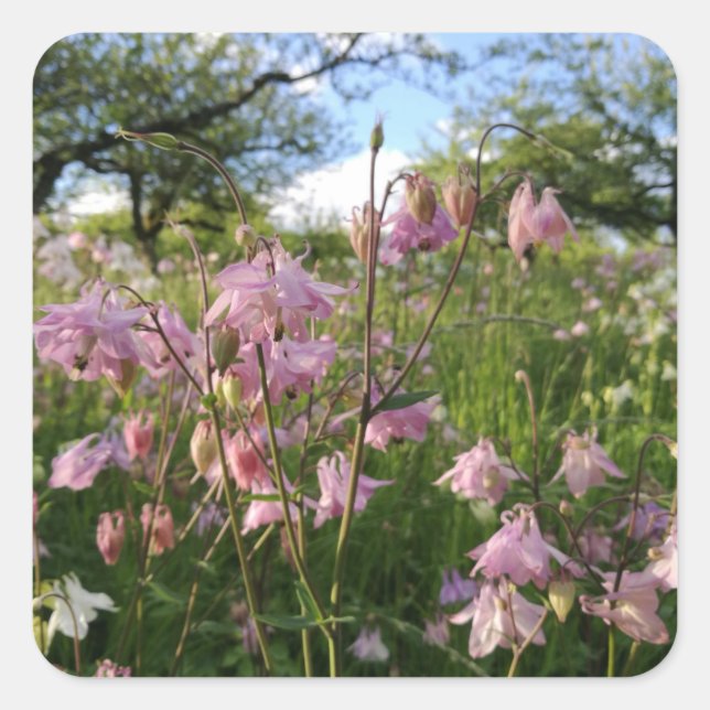Akeleien meadow under apple trees square sticker (Front)