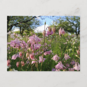 Akeleien Wiese unter Apfelbäumen Postcard