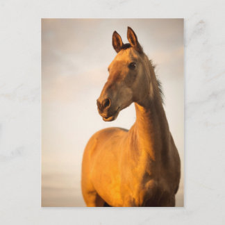 Akhal teke at sunset postcard