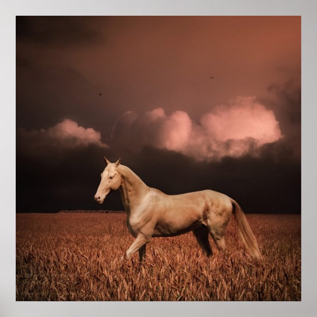 Akhal-teke horse on sunset poster (Front)