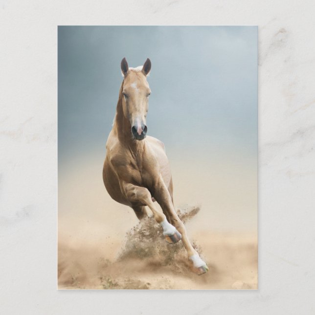 Akhal-Teke Horse Postcard (Front)