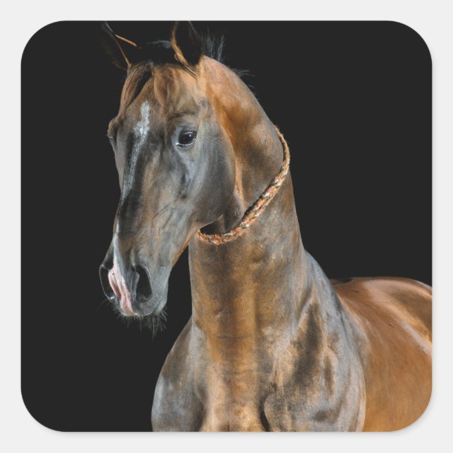 Akhal-Teke Horse Square Sticker (Front)