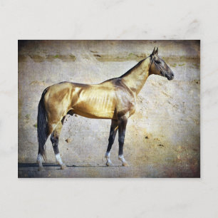 Akhal-teke Postcard