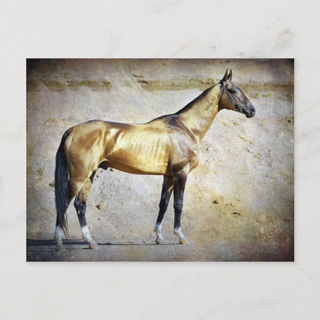 Akhal-teke Postcard (Front)