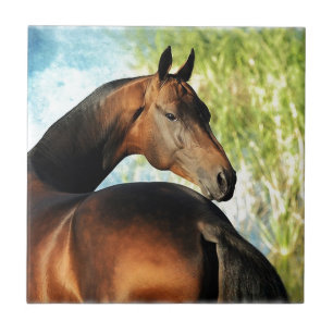 Akhal-teke stallion tile