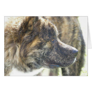 Akita Cards