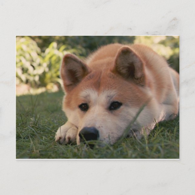 Akita Inu Dog Deep Thoughts Postcard (Front)