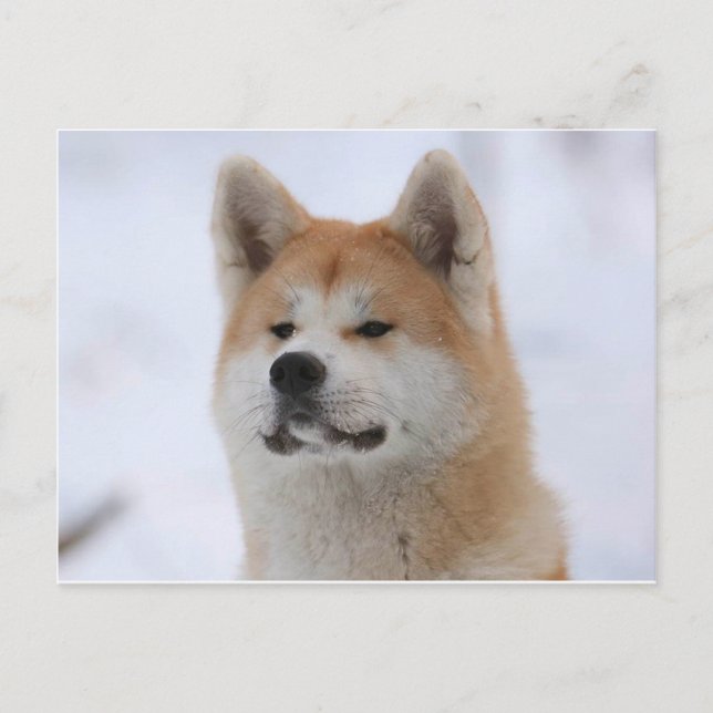 Akita Inu Dog Looking Serious Postcard (Front)