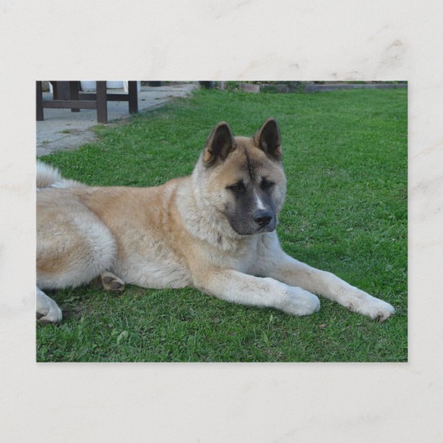 akita laying.png postcard (Front)