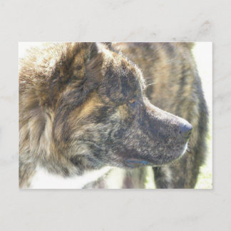 Akita post card