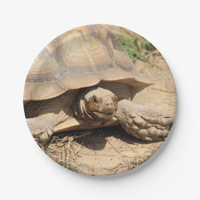 Ala aldabra paper plate (Front)