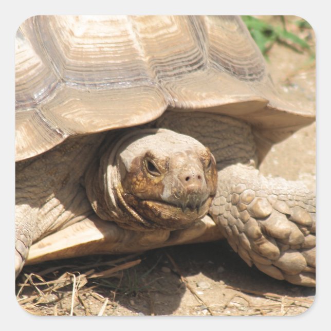 Ala Aldabra Square Sticker (Front)