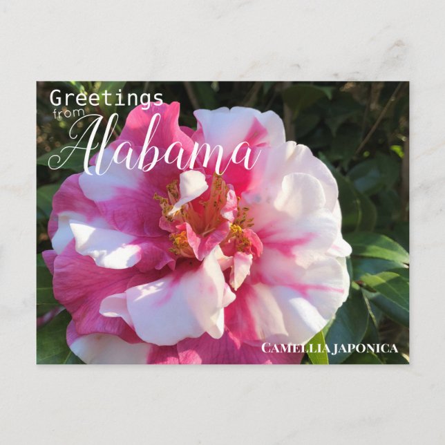 Alabama Camellia Flower Postcard (Front)