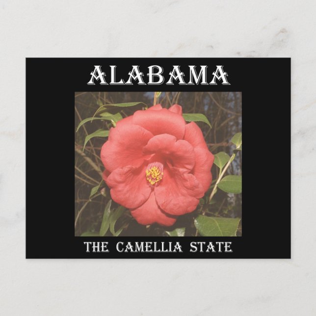 Alabama Camellia (Red) Postcard (Front)