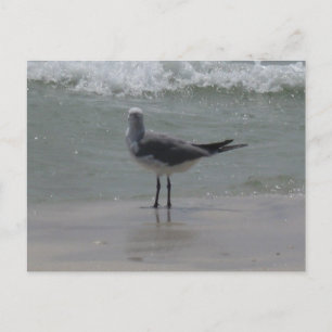 Alabama Gulf Coast Seagull Nature Photography Postcard