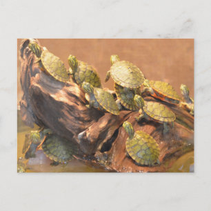 Alabama Red Bellied Turtle 2 (Alabama) Postcard