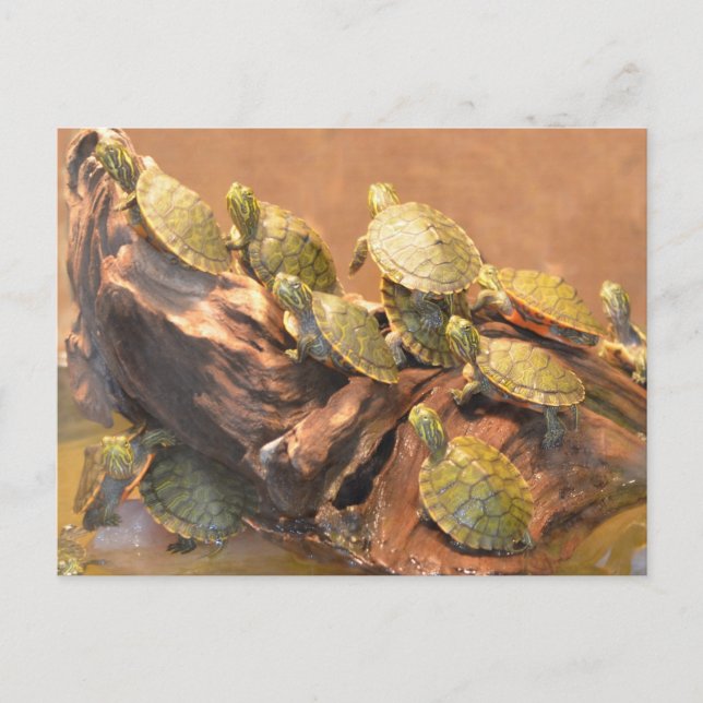 Alabama Red Bellied Turtle 2 (Alabama) Postcard (Front)