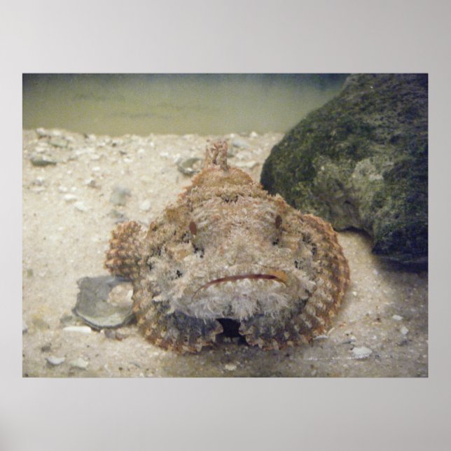 Alabama Sea Life #2 Poster (Front)