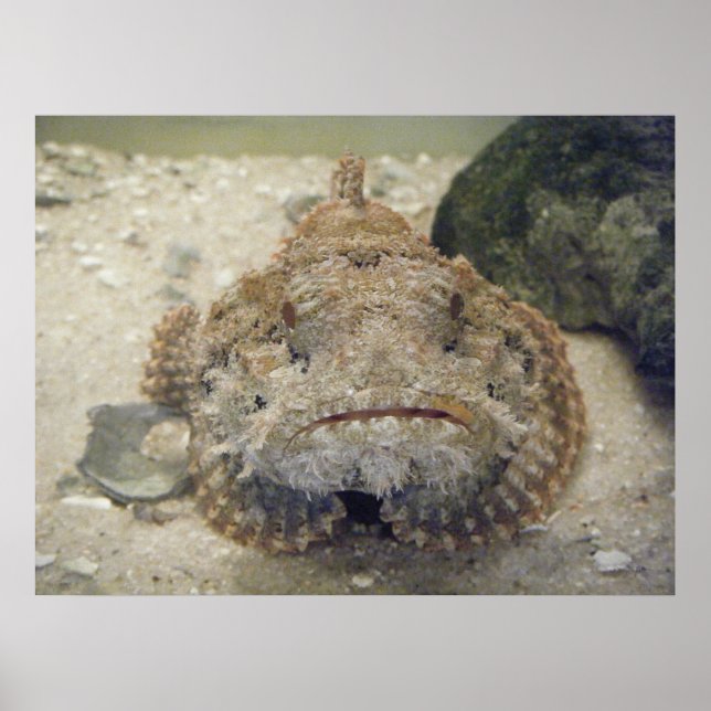 Alabama Sea Life #3 Canvas Print (Front)