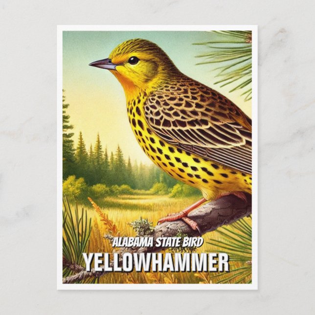 Alabama State Bird Yellowhammer Postcard (Front)
