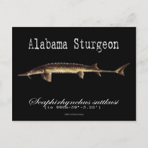 Alabama Sturgeon-Black-Postcard Postcard