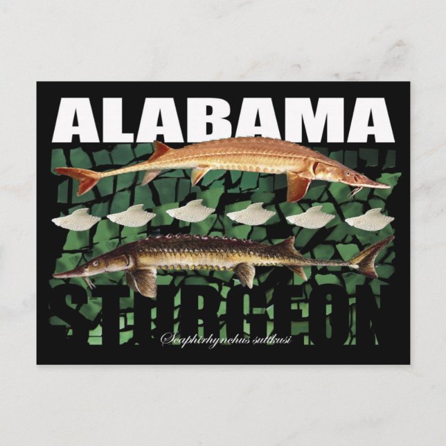 Alabama Sturgeon-Collage-Postcard Postcard (Front)