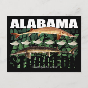 Alabama Sturgeon-Collage-Postcard Postcard