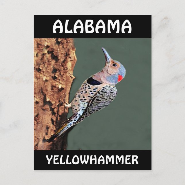 Alabama Yellowhammer Postcard (Front)