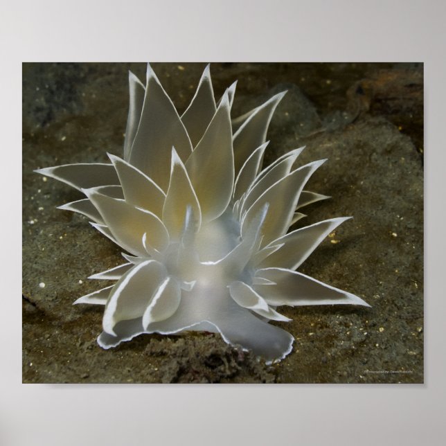 Alabaster Nudibranch (Dirona albolineata) Poster (Front)