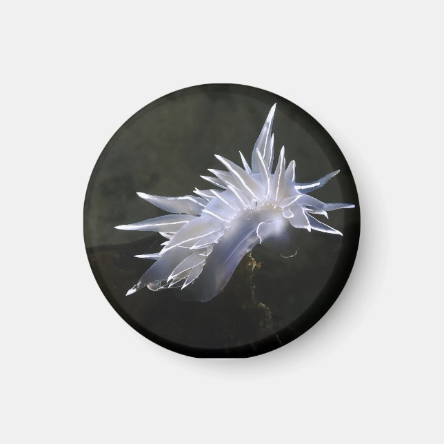 Alabaster Nudibranch Magnet (Front)