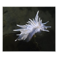 Alabaster Nudibranch Photo Enlargement